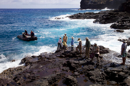 Nihoa Millerbird Translocation-1