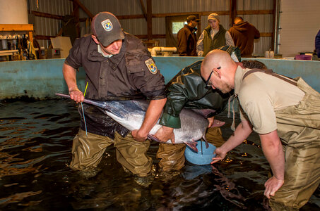 Hatchery workers spawning paddlefish-5