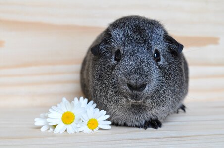 Rodents small animals pet