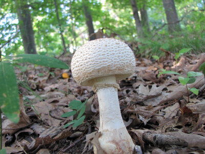 Mushroom