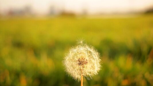 Bloom blossom dandelion