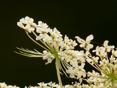 Blossom bloom macro