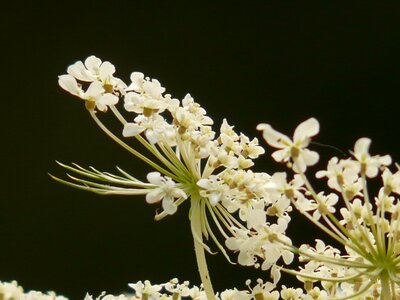 Blossom bloom macro photo