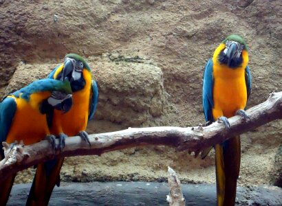 Bird Family birds colorful