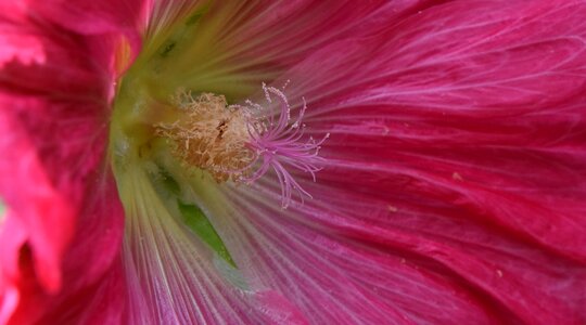 Detail flower bud flower garden