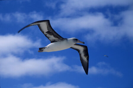 Laysan albatross flying in air photo