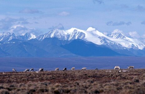 Background caribou distance