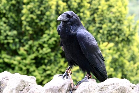 Black claw crow photo