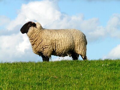Wool rhön sheep dike photo