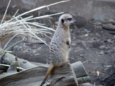 Cute wildlife standing
