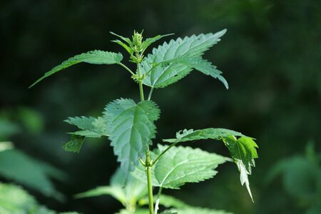 Green nature nettles