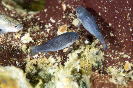 Captive Devils Hole pupfish-2