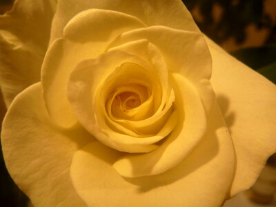Yellow Rose Closeup photo