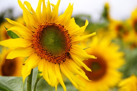 sunflower with blue sky