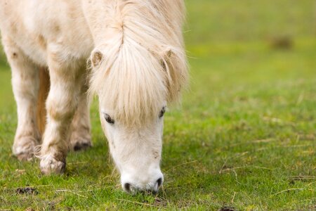 White grazing close-up photo