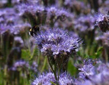 Animal arthropod beautiful flowers