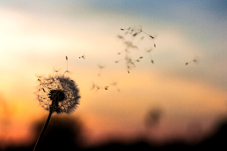 Single Dandelion Silhouette with Seeds Blowing in the Wind photo