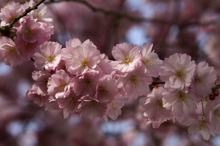 Spring blossom close up photo