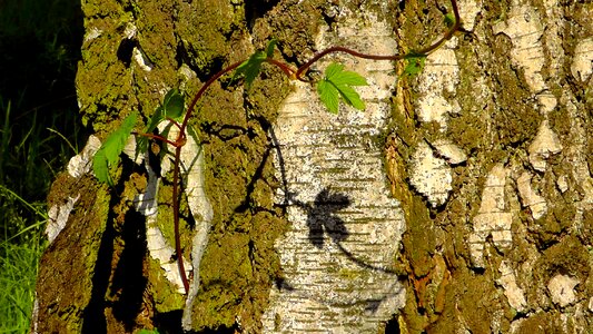 Tree birch leaf