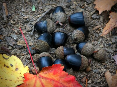 Seeds acorn dried