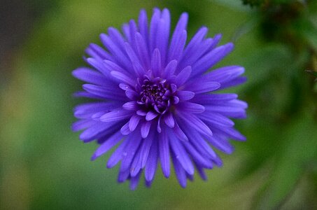 Macro detail plants photo