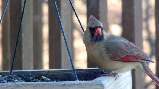 Female wildlife avian photo