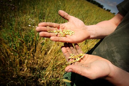 Farm farmer hands