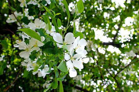 White summer celebration photo