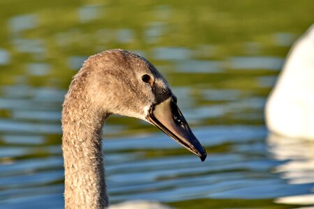 Beak light brown side view
