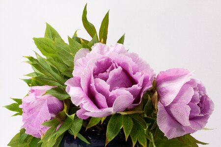 Nature flora spring