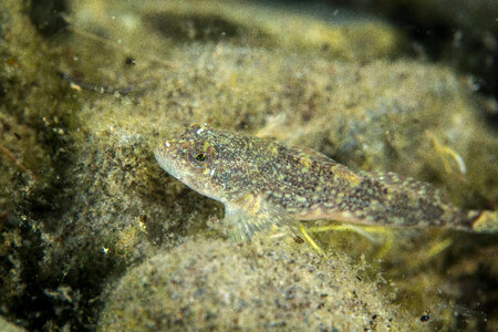 Slimy sculpin-5
