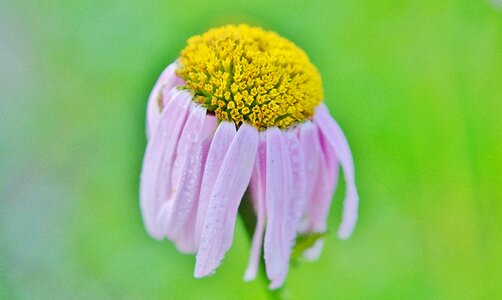 Plant floral green photo