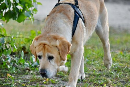 Hunting Dog labrador running