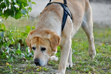 Hunting Dog labrador running photo