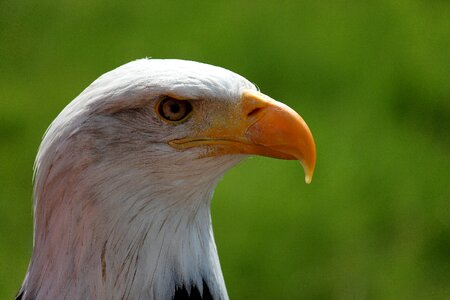Adler raptor bill