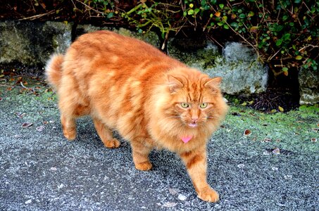 Pet domestic domesticated