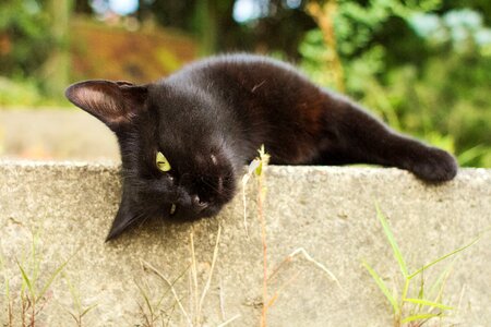 Domestic cute pet