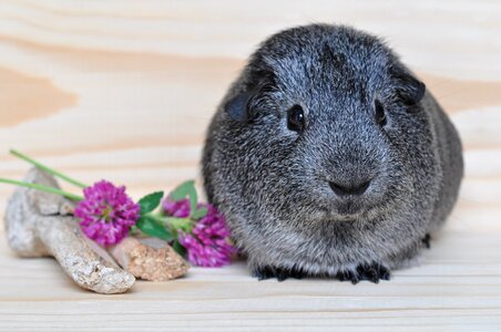 Rodent animal small animals
