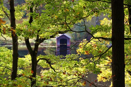 Beech leaves leaves autumn photo