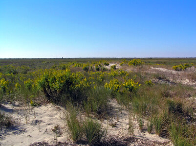 Dunes and Landscape at Fisherman Island National Wildlife Refuge