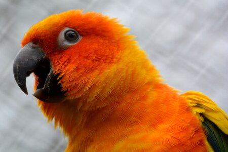 Bird babu orange