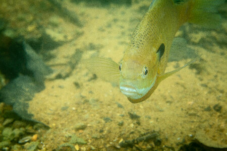 Bluegill on nest-1