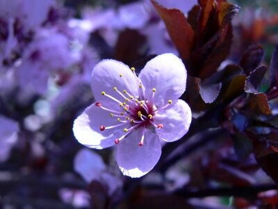 Flower blossom spring photo
