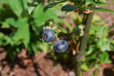 Blueberry fruit bush