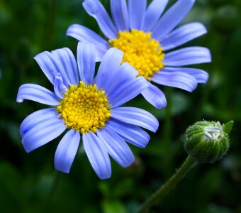 Nature violet spring photo