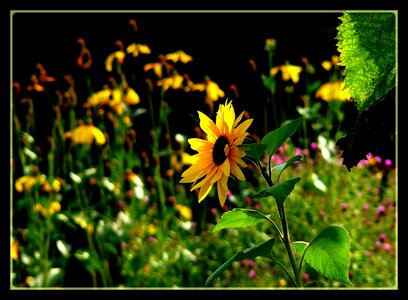 Plant yellow bloom