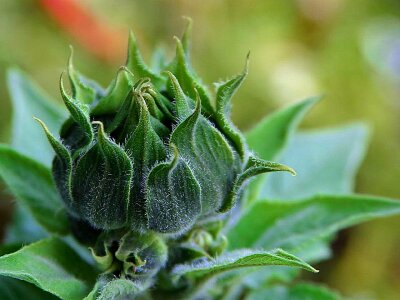 Buds greenery 