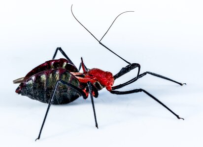 Exotic close up black