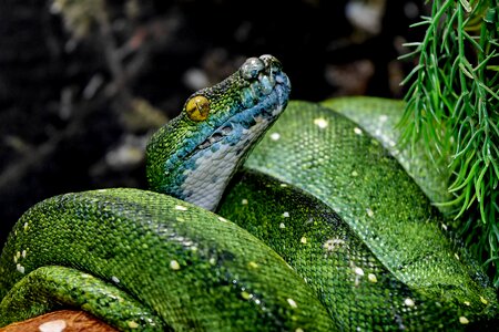 Biology danger green snake