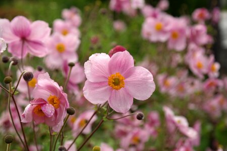 Flower fall anemone anemone hupehensis photo